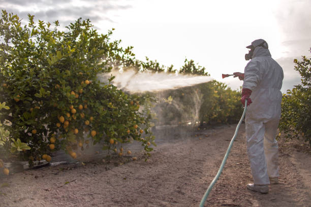 Best Flea Control Services  in Warrington, FL