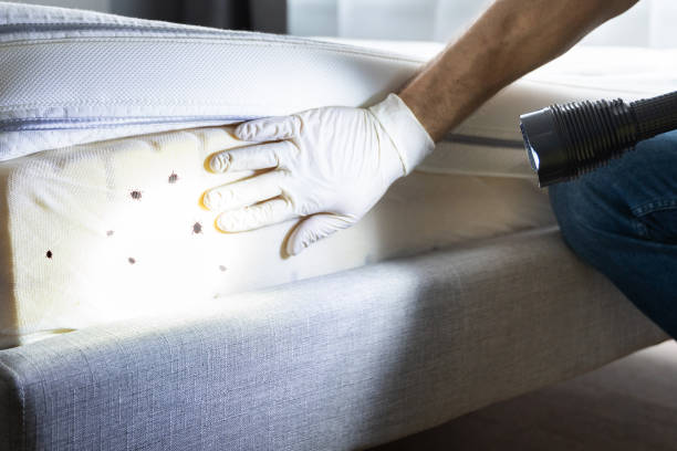 Best Ant Control Services  in Warrington, FL