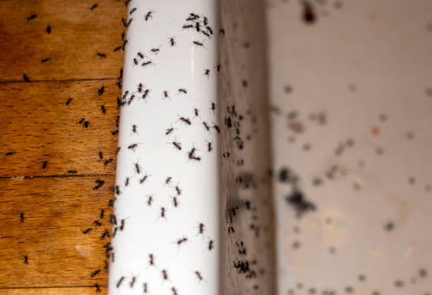 Best Pest Prevention Services  in Warrington, FL