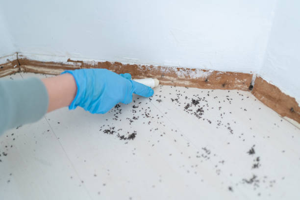 Best Flea Control Services  in Warrington, FL