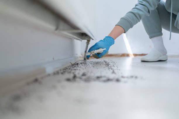 Best Wasp Removal Services  in Warrington, FL